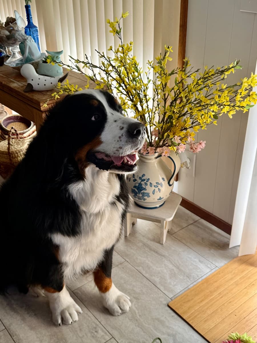 BRUNOS PRESENTS AN ESTATE SALE LOVERS SALE IN FAIRFAX photo 1