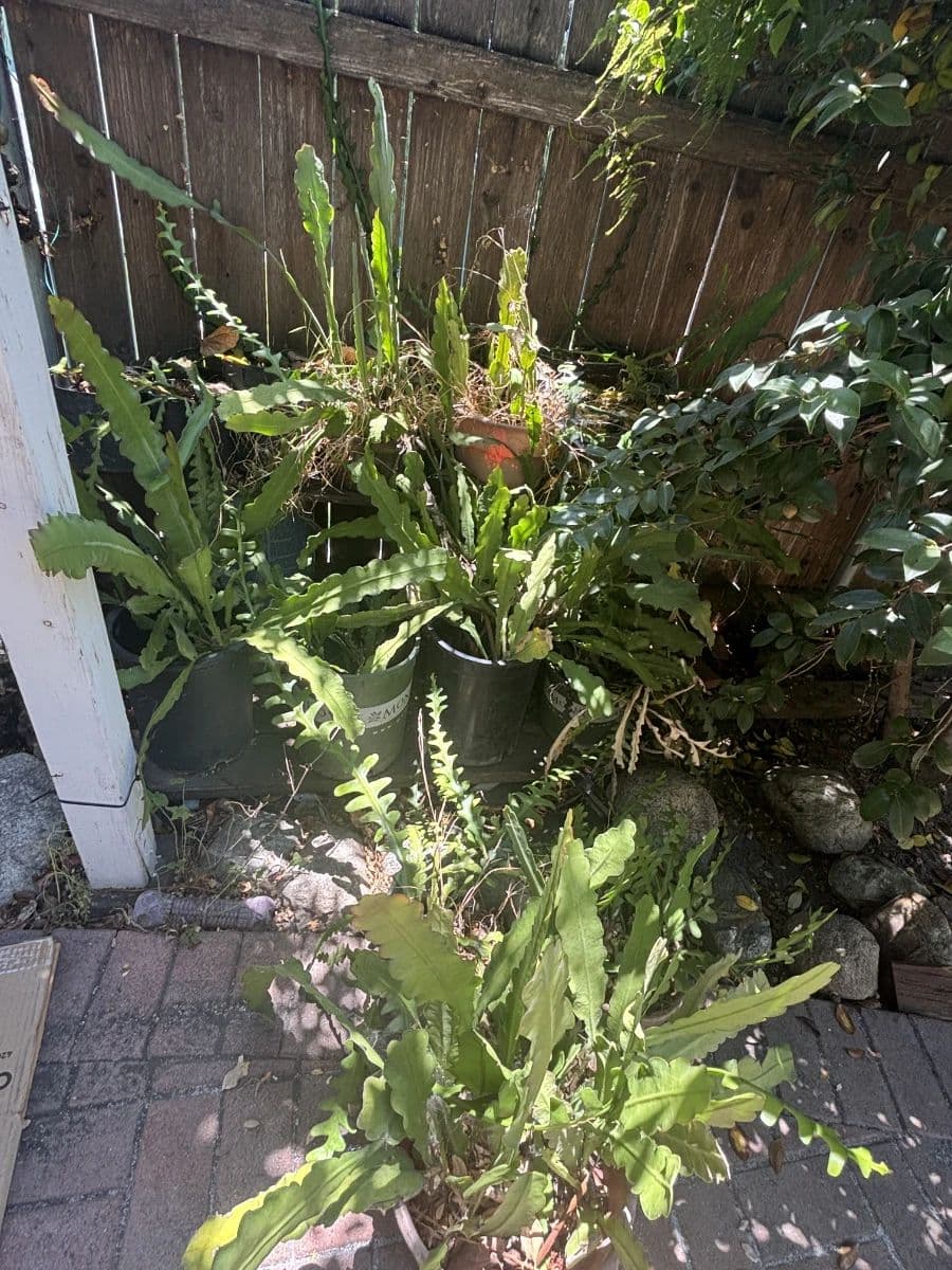 LIQUIDATION SALE!!!! Monrovia, Encinitas Antique Estate Sale photo 12