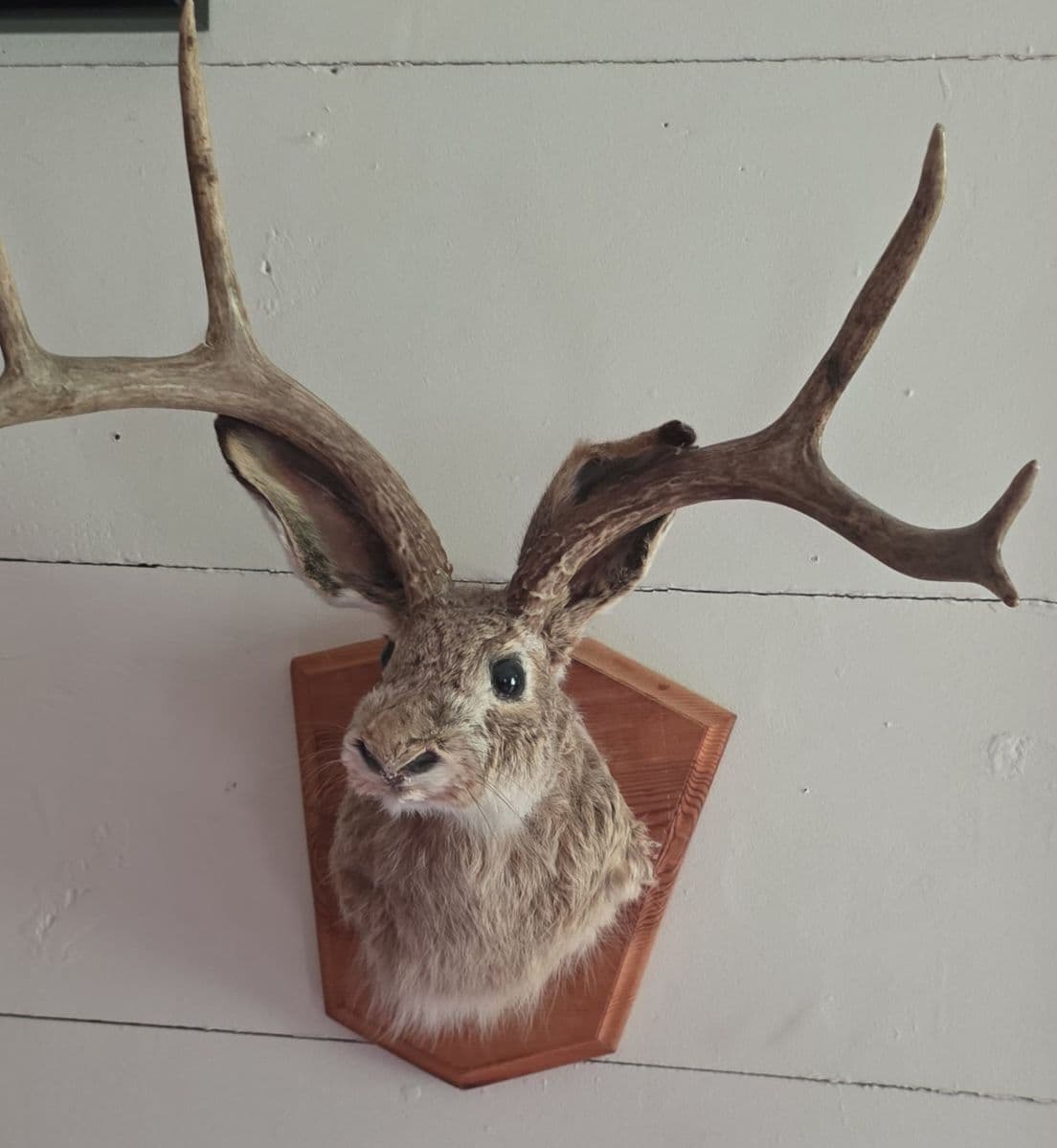 Greatness in Greenback Blue Moon Estate Sale photo 1