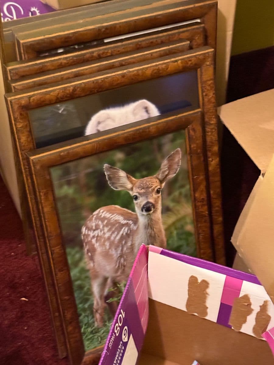 Welcome to the house of cute! photo 8